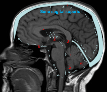 Imagen 2. Circulación del LCR.