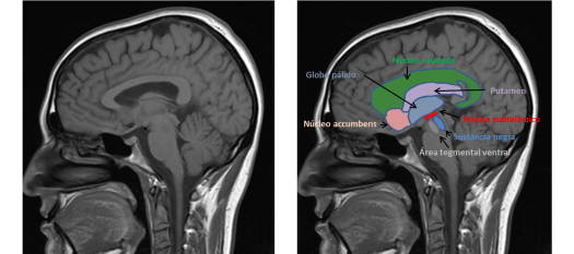 Representación de los núeleos principales de los sistemas dopaminérgicos 