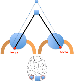 Figura 2. Diplopía fisiológica.