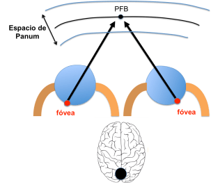 Figura 3. Espacio de Panum. Punto de Fusión Binocular.