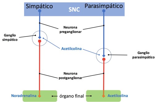 Neurotransmisores del sistema nervioso simpático y parasimpático