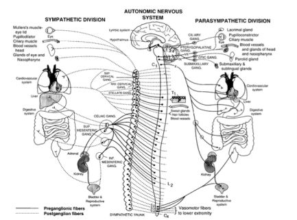 sistema-nervioso-autonomo-fig
