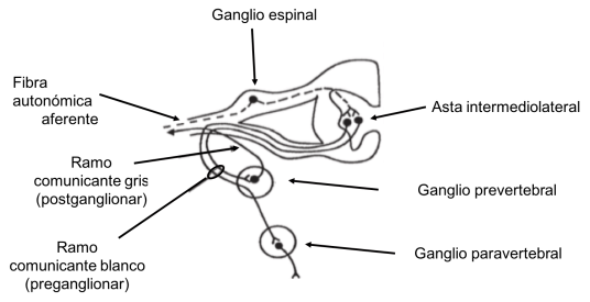 Anatomía del sistema nervioso simpático