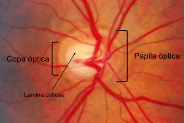 papila-optica