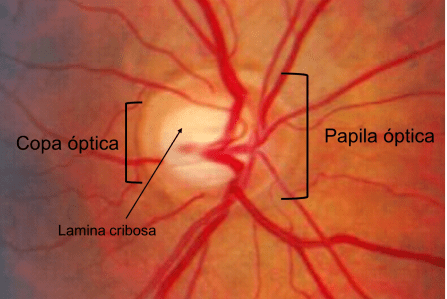papila-optica